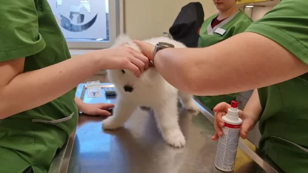 Disponibili cuccioli Samoiedo | Foto 1