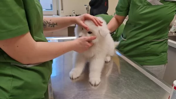 Disponibili cuccioli Samoiedo | Foto 0