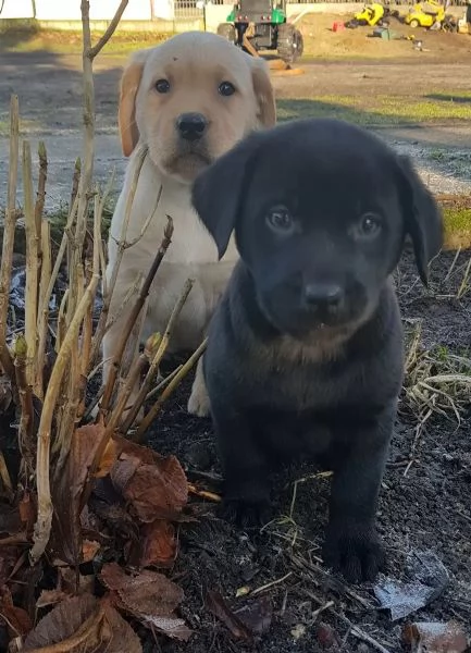 CUCCIOLI DI LABRADOR CIOCCOLATO CON PEDIGREE | Foto 1