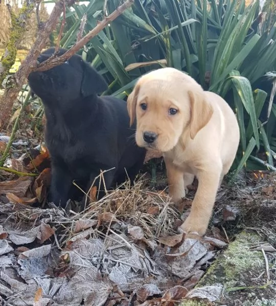 CUCCIOLI DI LABRADOR CIOCCOLATO CON PEDIGREE | Foto 0