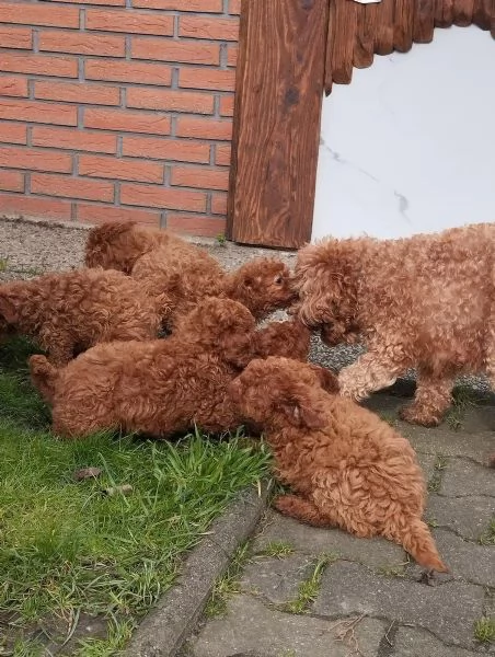 Cuccioli di barboncino nano red disponibili