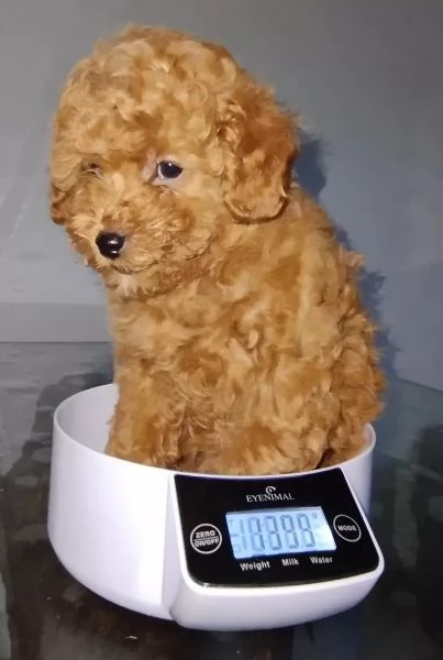 Cuccioli di barboncino nano red disponibili | Foto 0