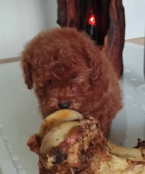 Cuccioli di barboncino nano red disponibili | Foto 1