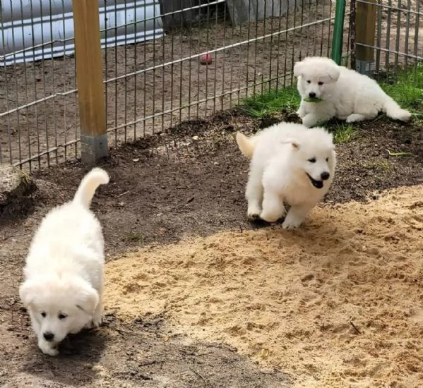 Disponibili cuccioli di Pomerania maschio e femmina  | Foto 0