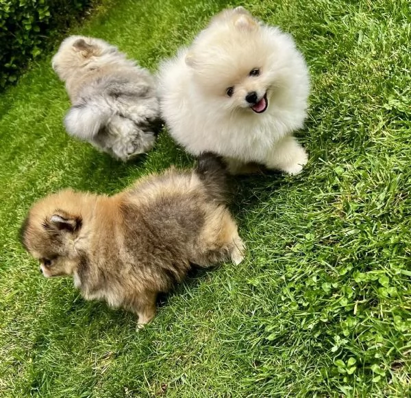 Cuccioli di Pomerania di 3 mesi maschio e femmina | Foto 1
