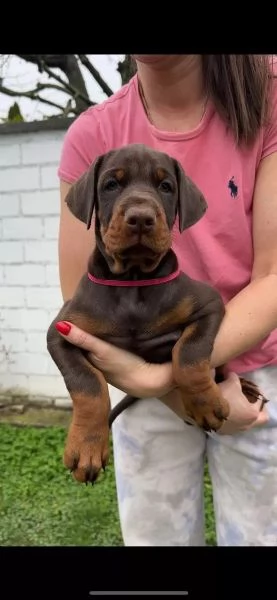 Bellissimi cuccioli di Dobermann pronti per la nuova casa | Foto 2