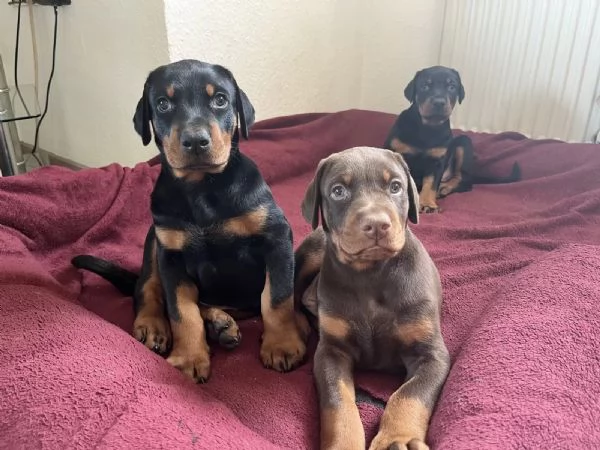 Bellissimi cuccioli di Dobermann pronti per la nuova casa | Foto 1