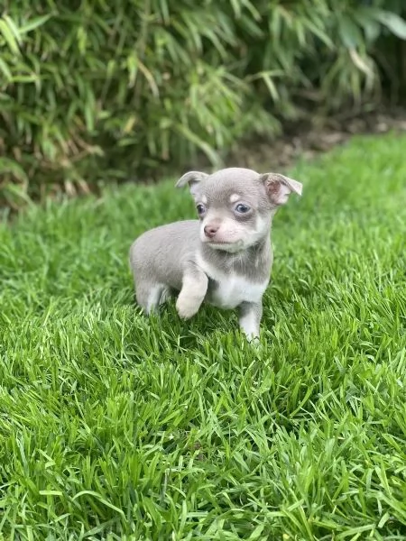 Cuccioli di cioccolato Extra Tiny KC Chihuahua pronti ora