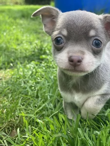 Cuccioli di cioccolato Extra Tiny KC Chihuahua pronti ora | Foto 1