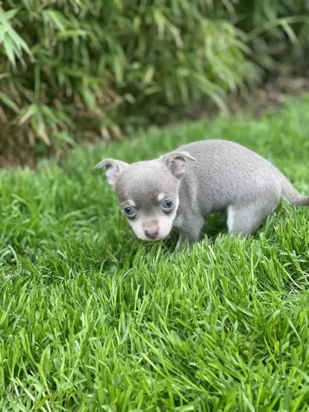 Cuccioli di cioccolato Extra Tiny KC Chihuahua pronti ora | Foto 0