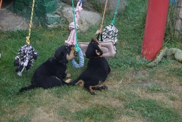 Cucciolata meravigliosa di 8 rottweiler 5 maschi e 3 femmine con pedigree enci | Foto 0