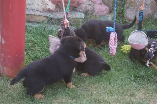 Cucciolata meravigliosa di 8 rottweiler 5 maschi e 3 femmine con pedigree enci