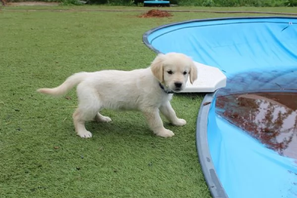 Cuccioli di Golden Retriever cercano famiglia