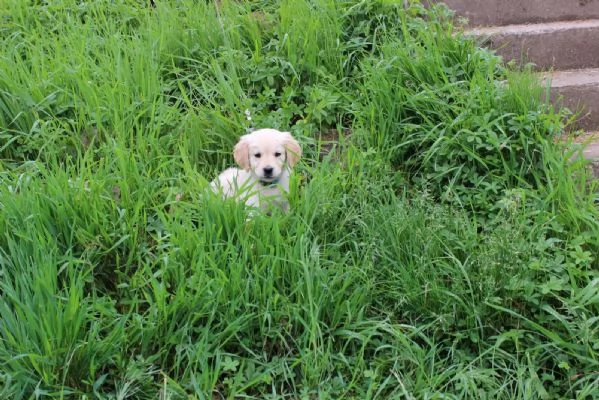 CUCCIOLI DI GOLDEN RETRIEVER CON PEDIGREE | Foto 3