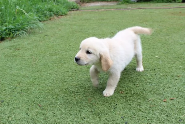 CUCCIOLI DI GOLDEN RETRIEVER CON PEDIGREE | Foto 2