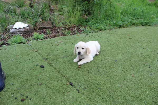 CUCCIOLI DI GOLDEN RETRIEVER CON PEDIGREE | Foto 1