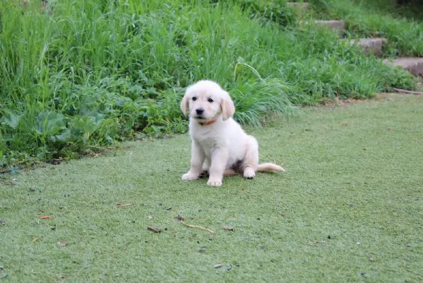 CUCCIOLI DI GOLDEN RETRIEVER CON PEDIGREE | Foto 0