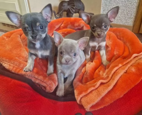 Cuccioli di chihuahua