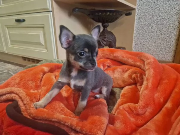 Cuccioli di chihuahua | Foto 1