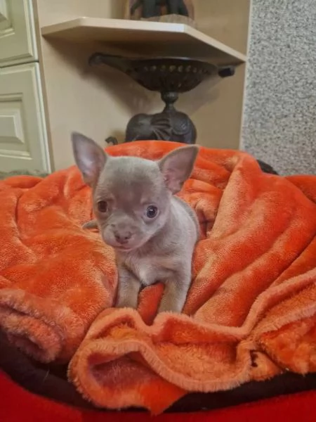 Cuccioli di chihuahua | Foto 0