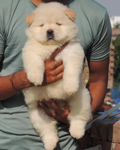 Disponibili cuccioli di Chow Chow hanno 3 mesi s | Foto 3