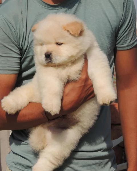 Disponibili cuccioli di Chow Chow hanno 3 mesi s | Foto 2