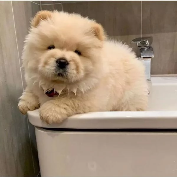 Disponibili cuccioli di Chow Chow hanno 3 mesi s