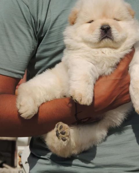 Disponibili cuccioli di Chow Chow hanno 3 mesi s | Foto 1