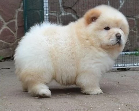 Disponibili cuccioli di Chow Chow hanno 3 mesi s | Foto 0