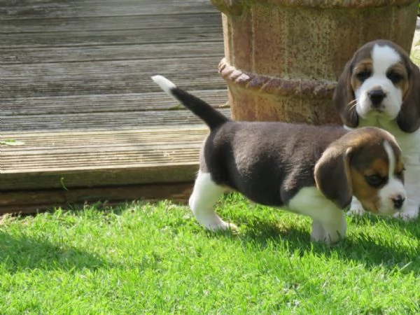 DISPONIBILICUCCIOLI DI BEAGLE | Foto 2