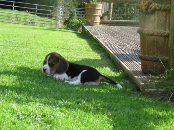 DISPONIBILICUCCIOLI DI BEAGLE | Foto 1