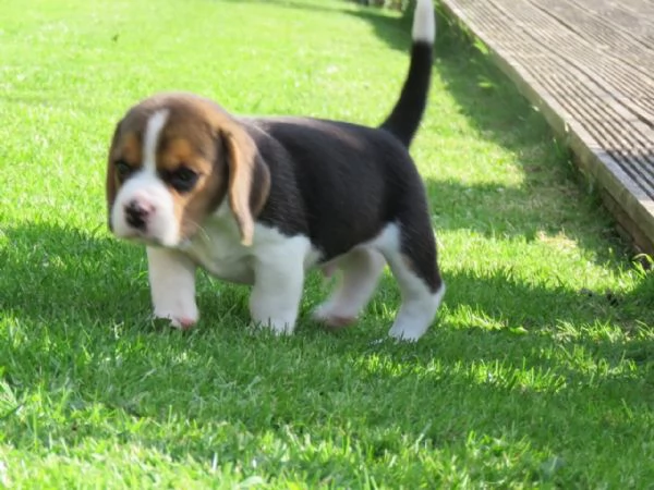 Disponibili bellissimi cuccioli di Beagle maschi e femmine