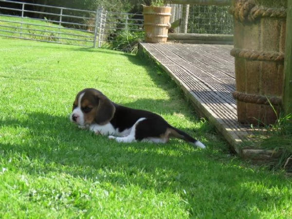 Disponibili bellissimi cuccioli di Beagle maschi e femmine | Foto 2