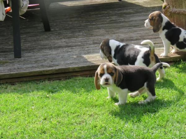 Disponibili bellissimi cuccioli di Beagle maschi e femmine | Foto 1