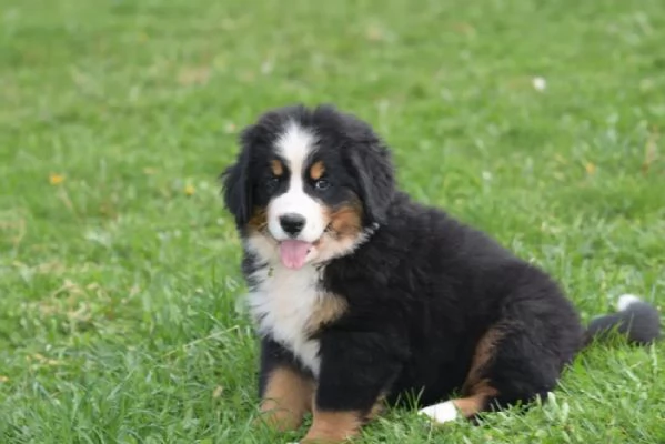 Meravigliosi cuccioli di Bovaro del Bernese | Foto 1