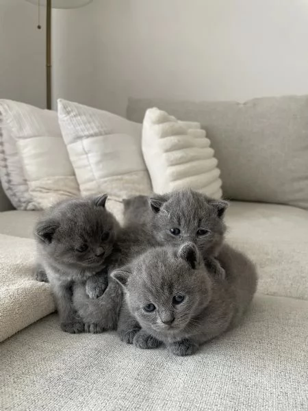 BELLISSIMI Gatti British shorthair