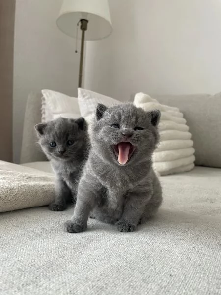 BELLISSIMI Gatti British shorthair | Foto 1