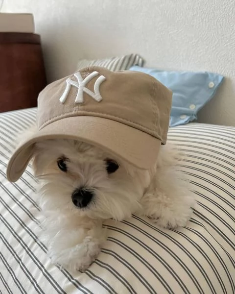 Bellissimi cuccioli maltesi in adozione | Foto 0