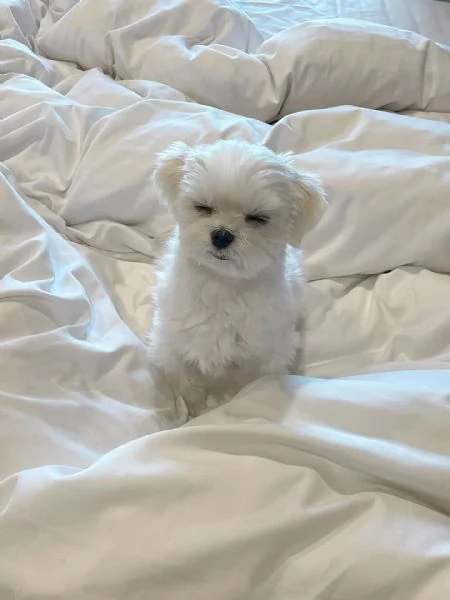 Cuccioli di Maltese taglia piccola | Foto 0