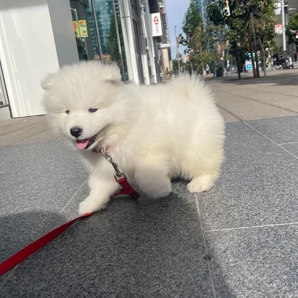 cucciolo Samoiedo pura razza ottimo pedegree | Foto 0