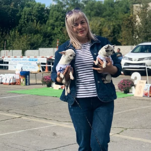 cuccioli di chihuahua maschi e femmine | Foto 0