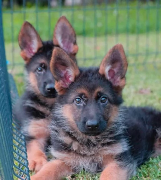 pastore tedesco cuccioli | Foto 6