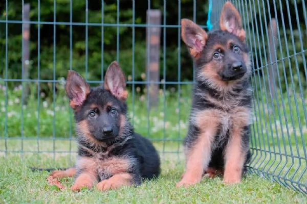 pastore tedesco cuccioli | Foto 4
