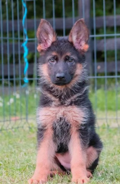 pastore tedesco cuccioli | Foto 3