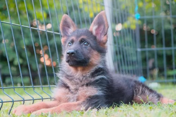 pastore tedesco cuccioli | Foto 1