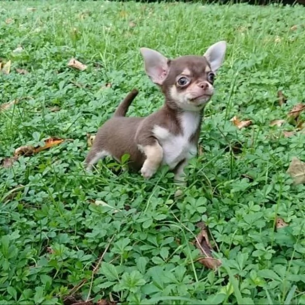 regala cuccioli di chihuahua | Foto 0