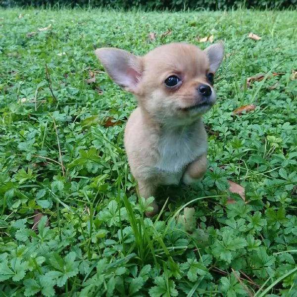 regala cuccioli di chihuahua