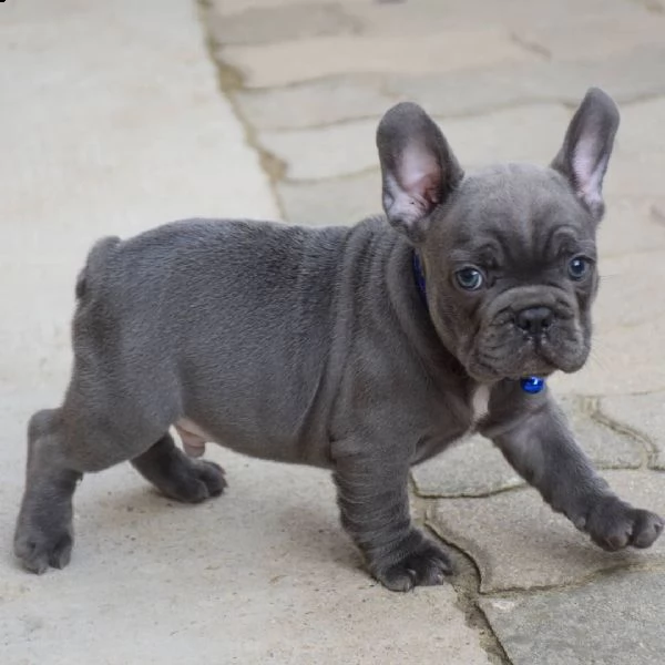 regalo bulldog francese
