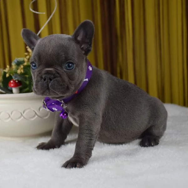 regalo bulldog francese | Foto 0