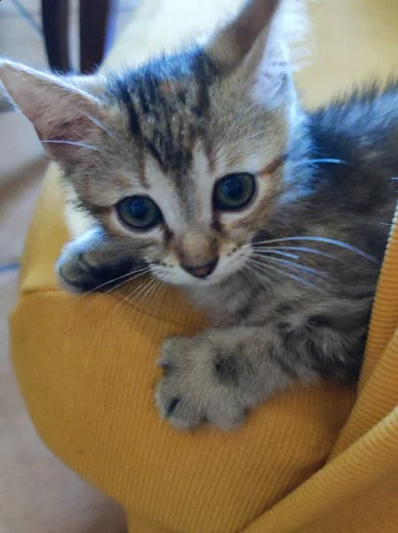 gattini da adottare gratuitamente  | Foto 1